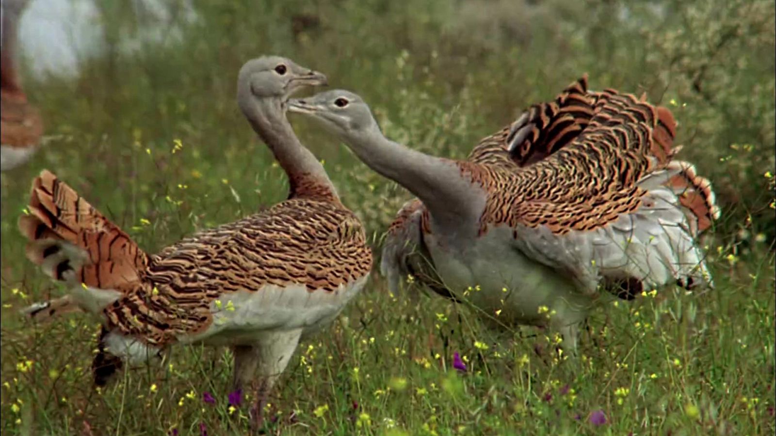 El hombre y la Tierra (Fauna ibérica) - Las aves esteparias 1 - ver ahora