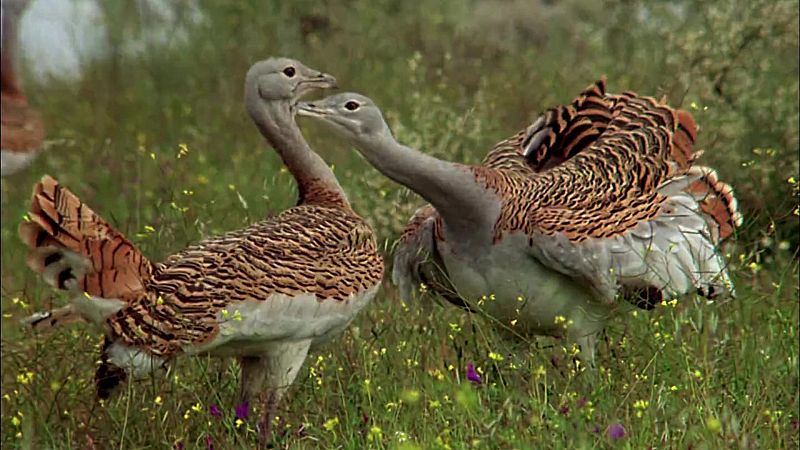 El hombre y la Tierra (Fauna ibrica) - Las aves esteparias 1 - ver ahora