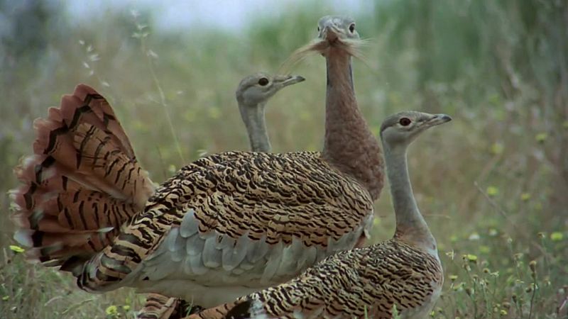 El hombre y la Tierra (Fauna ibrica) - Las aves esteparias 2 - ver ahora