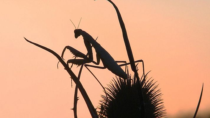 Mantis, la reina de río seco