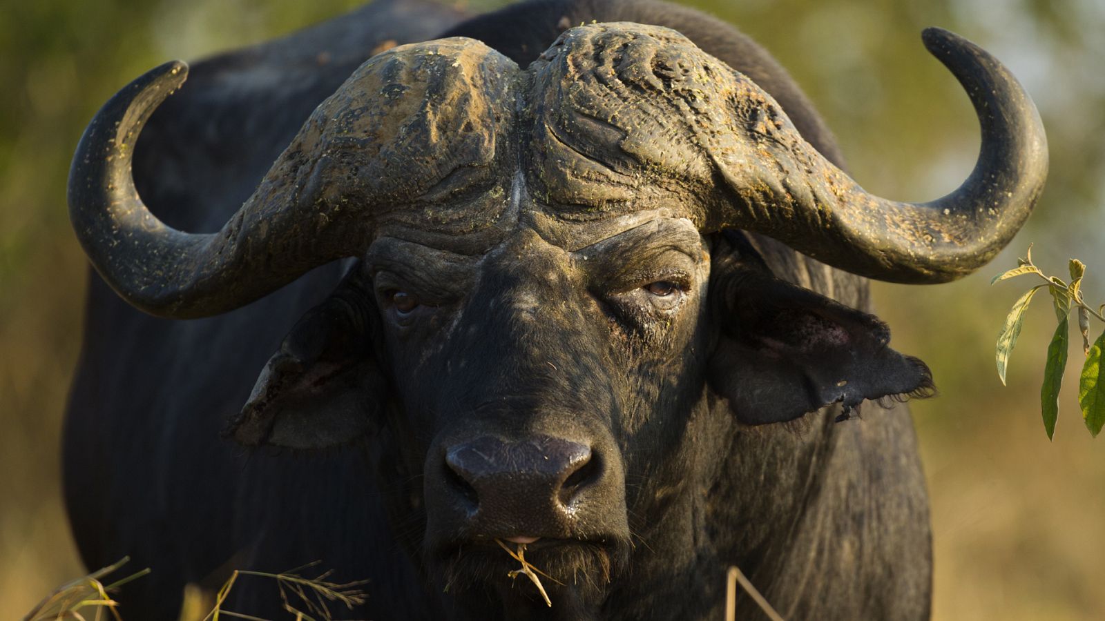 La carrera de la vida - Guerreros de la naturaleza - ver ahora