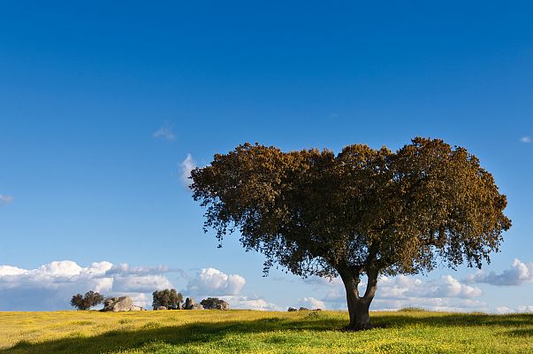 El proyecto Alba: justo a tiempo para recuperar los bosques 