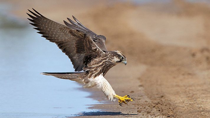 Las aves primitivas