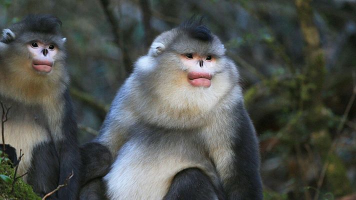 La fuerza de la vida - China, el techo del mundo