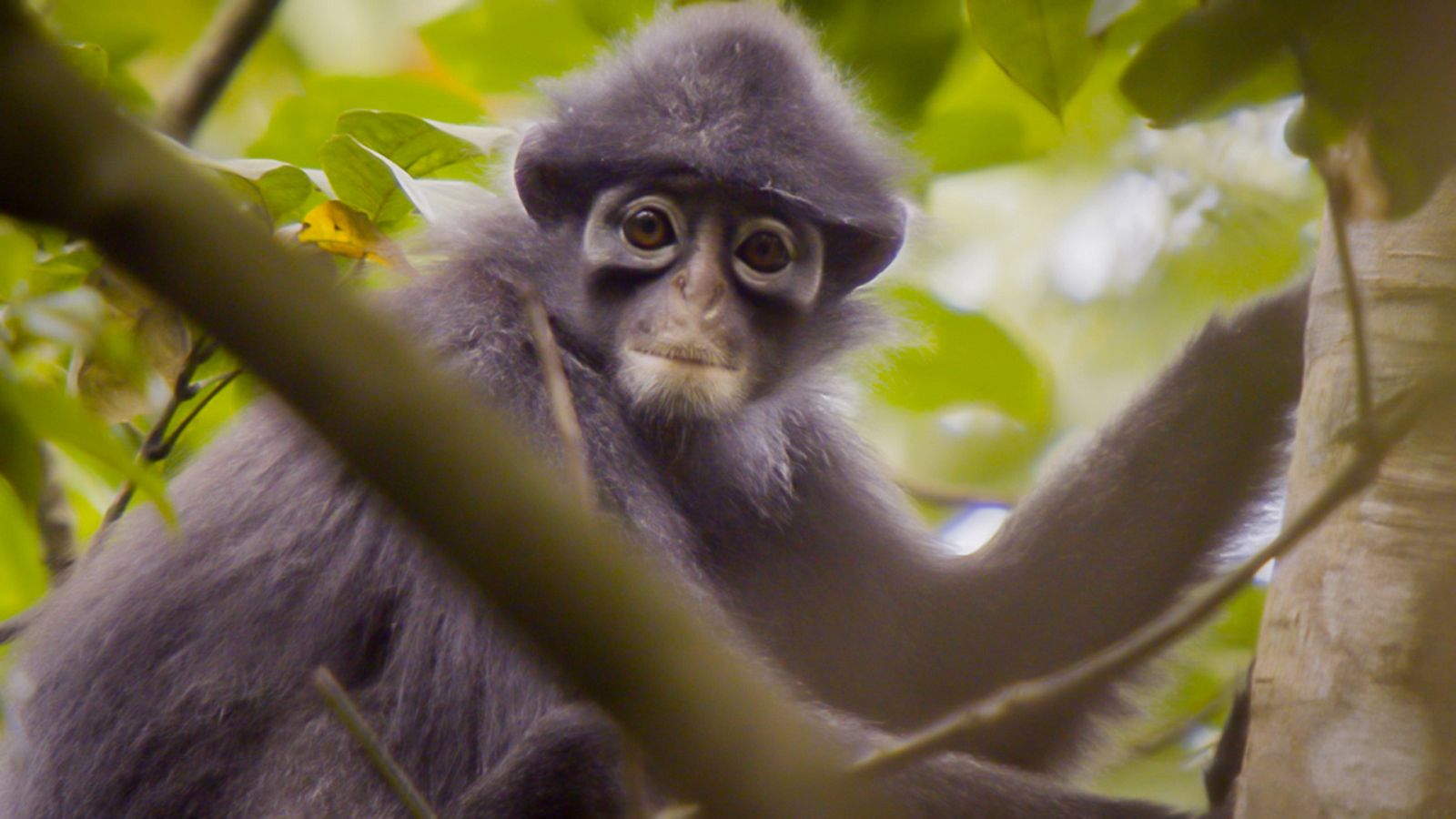 Somos documentales - Ciudad salvaje, la vida en la jungla - Documental en RTVE