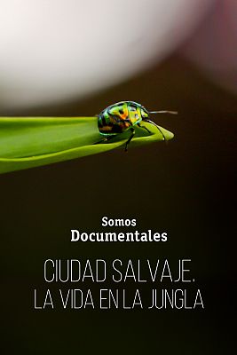 Somos Documentales - Ciudad salvaje, la vida en la jungla
