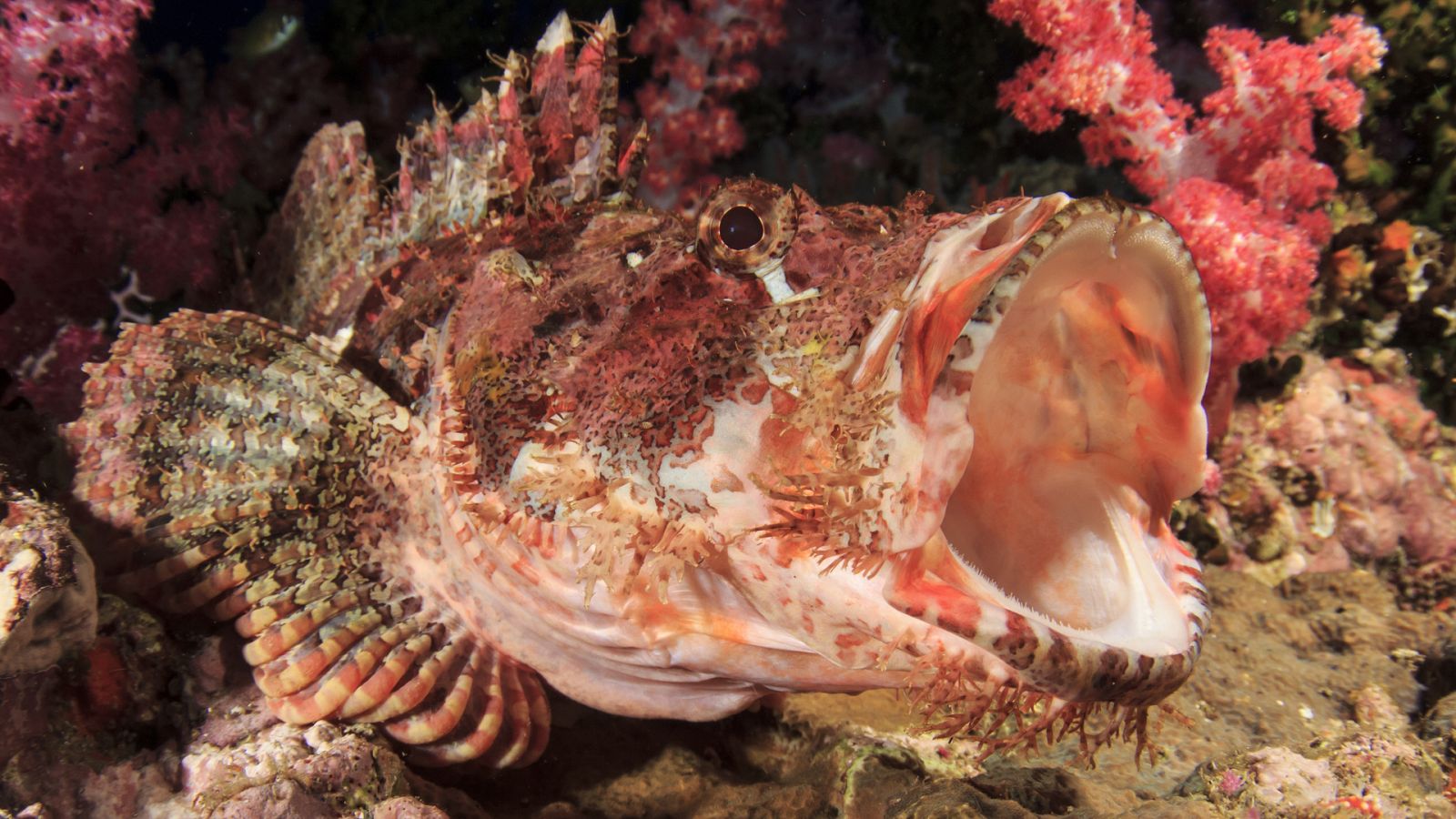 La carrera de la vida - Los depredadores submarinos - ver ahora