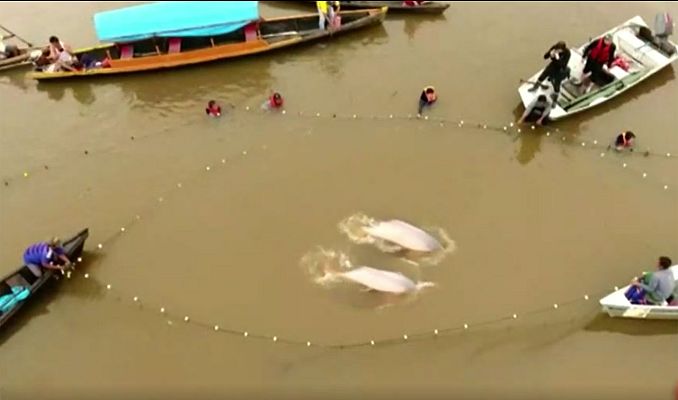 La tarde en 24h - Los delfines de agua adulce se encuentran en peligro de extinción en la Amazonia y Asia