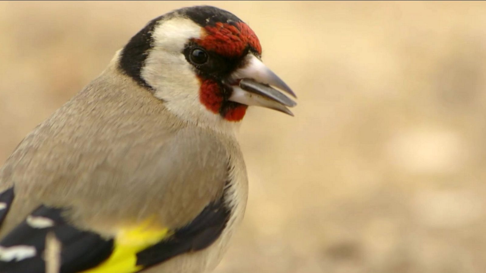 Red Natura 2000 - Programa 25 - ver ahora