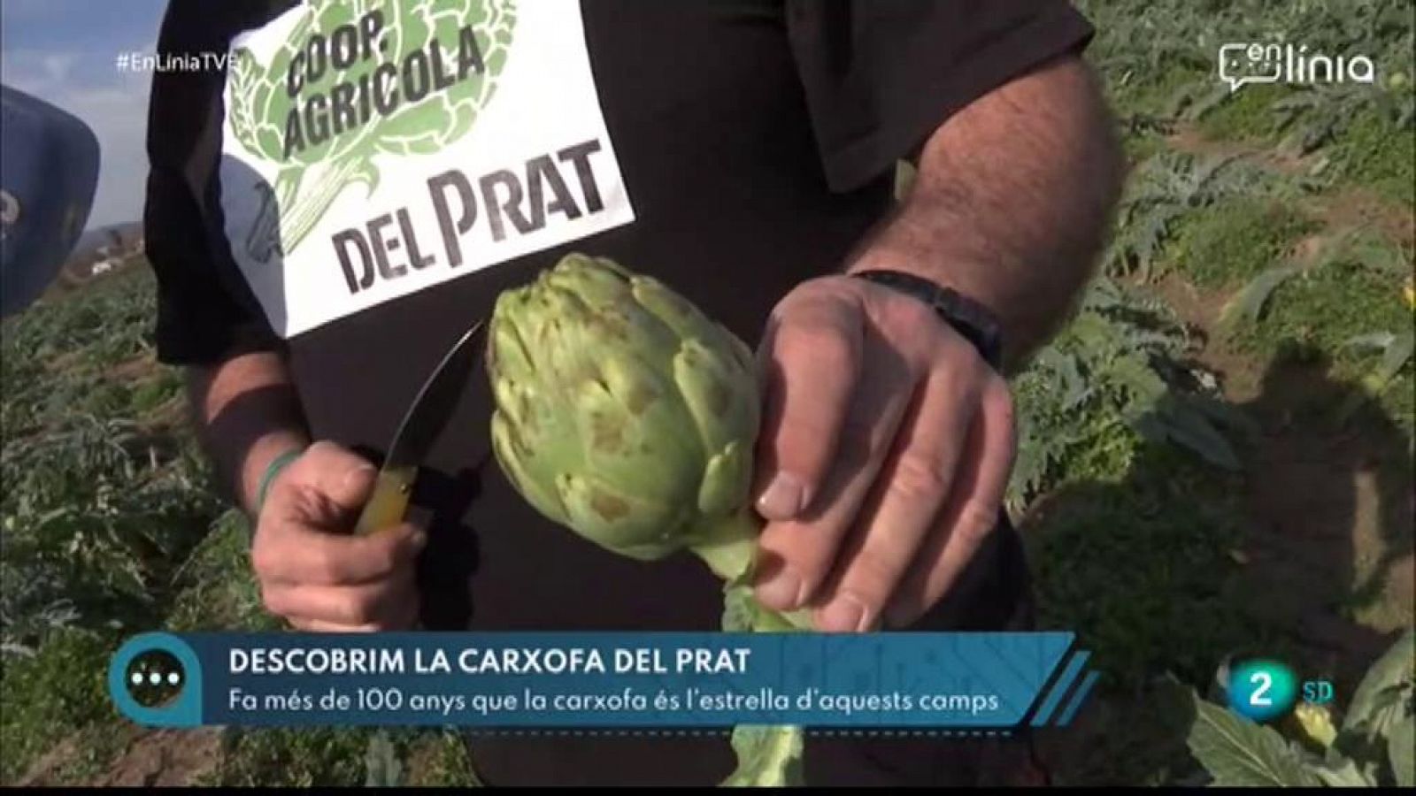 A En Línia parlem de la temporada de carxofes
