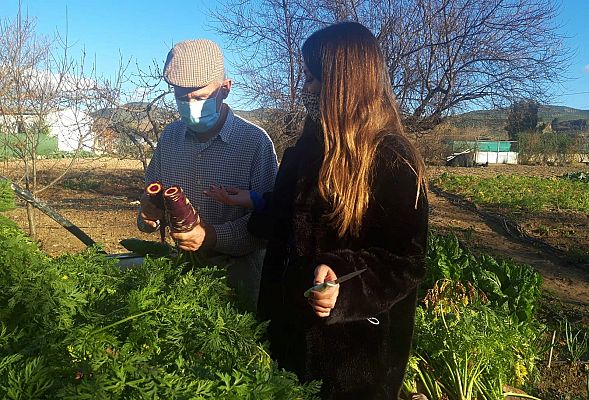 Aquí la Tierra - Zanahoria morada, ¡la joya de la huerta malagueña!