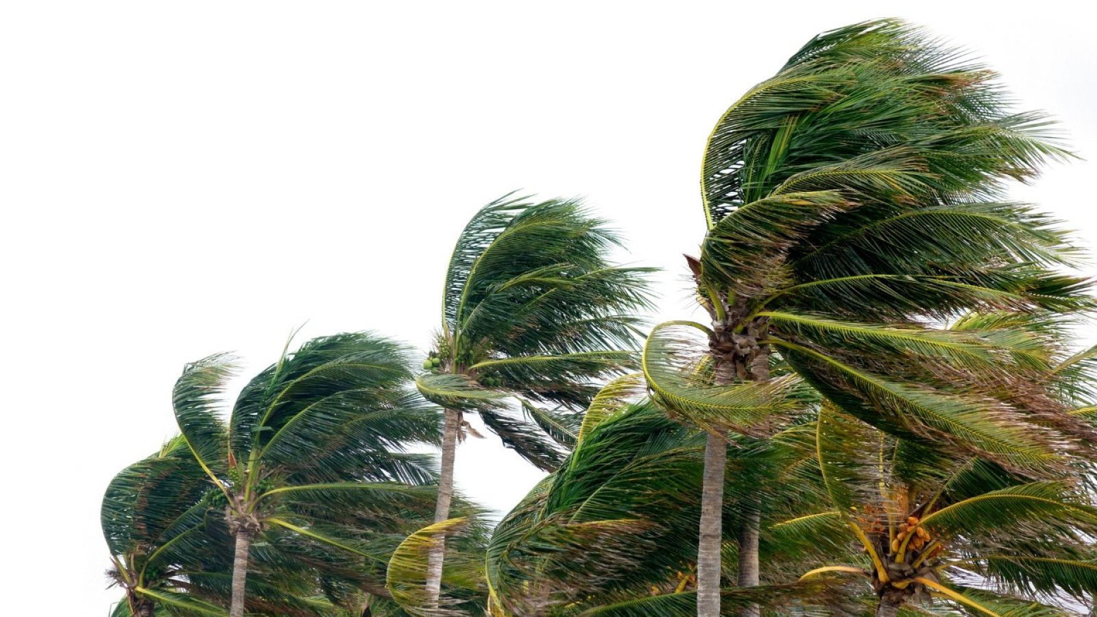 España Directo - 29/01/21 - ver ahora