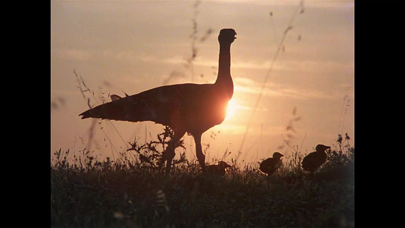 El hombre y la Tierra (Fauna ibrica) - Las aves esteparias 3 - ver ahora