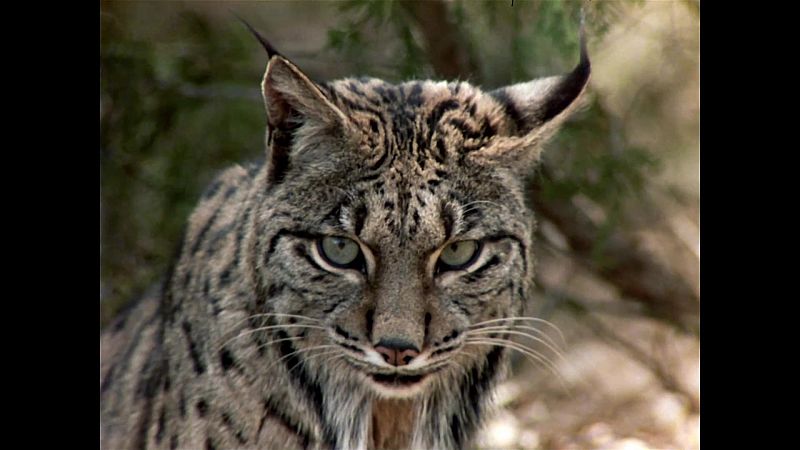 El hombre y la Tierra (Fauna ibrica) - El ltimo lince - ver ahora