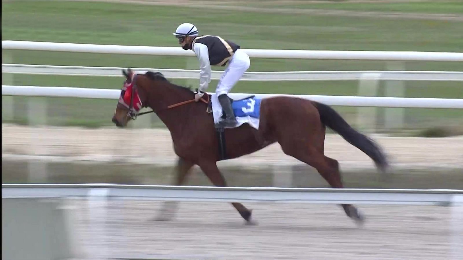 Hípica - Circuito nacional de carreras de caballos desde el Hipódromo de La Zarzuela (Madrid) - ver ahora