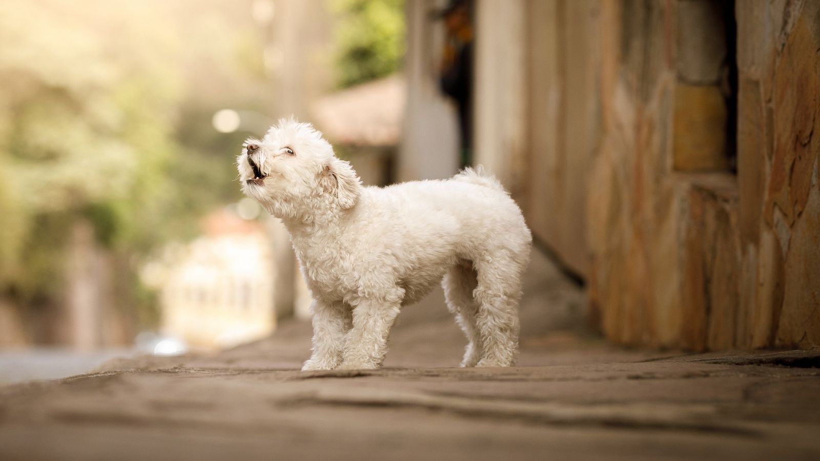 Los ladridos de su perro lo salvaron de morir