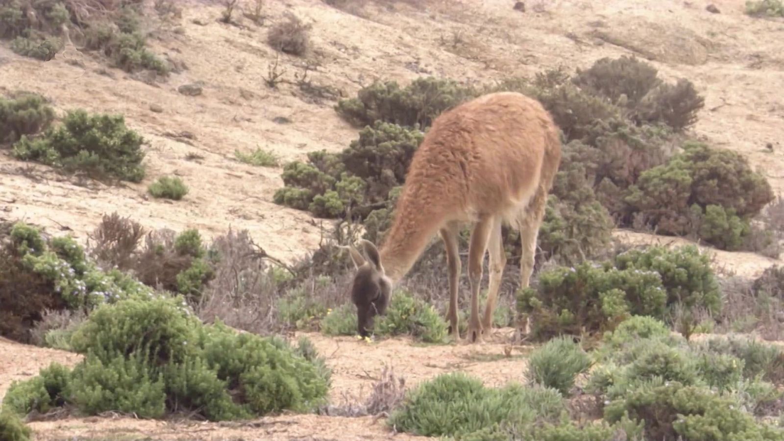 Chile salvaje - Episodio 3: La vida sin agua - Documental en RTVE