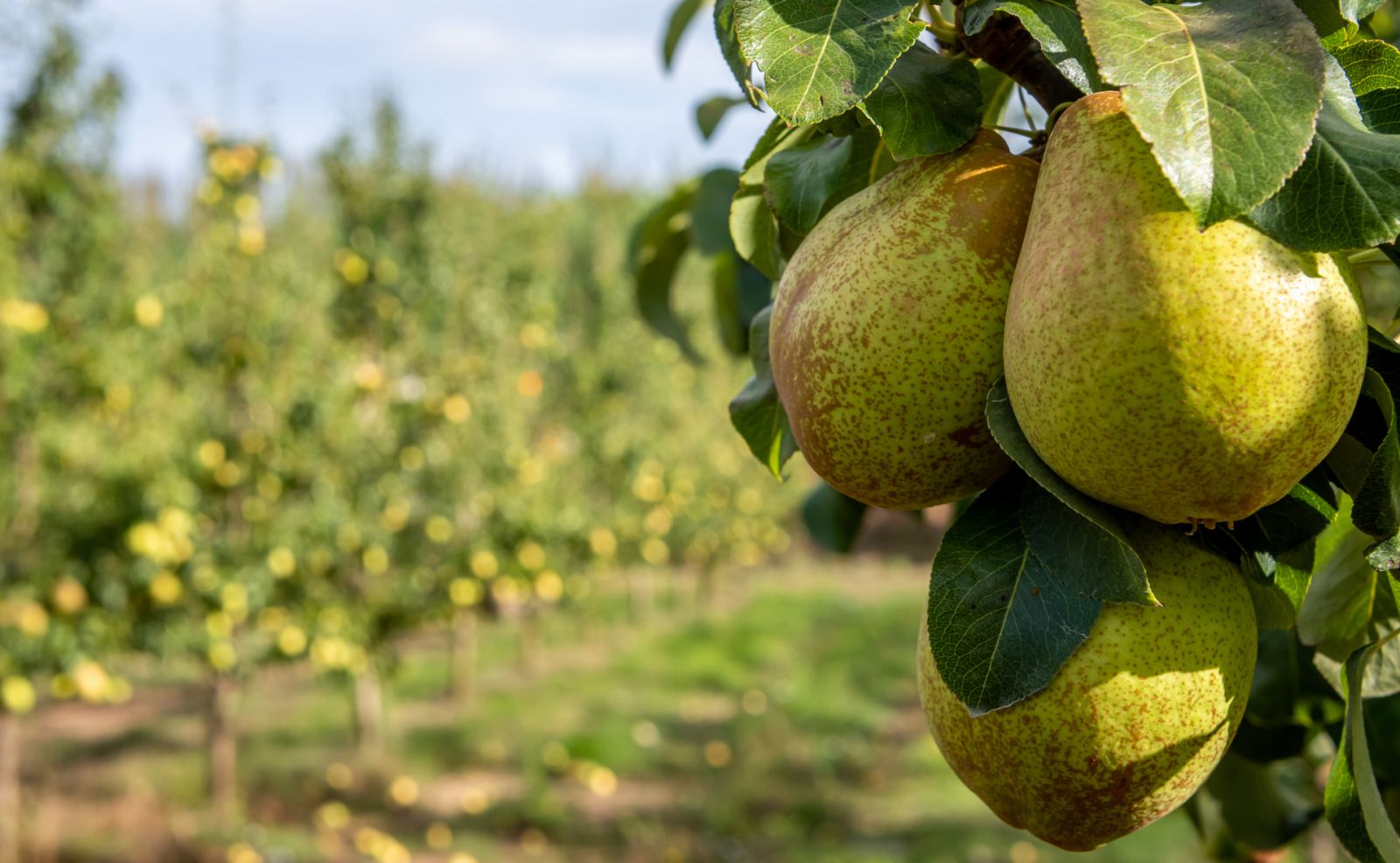 Aquí la Tierra - ¡Esto es la pera! José Manuel nos enseña cómo cultivar esta fruta