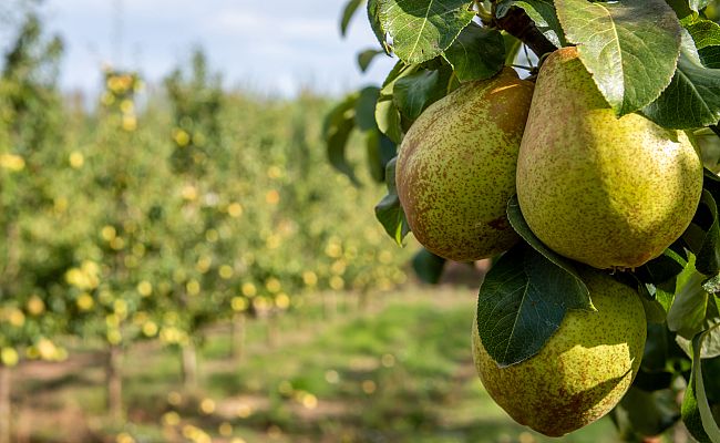 Aquí la Tierra - José Manuel nos enseña cómo cultivar peras