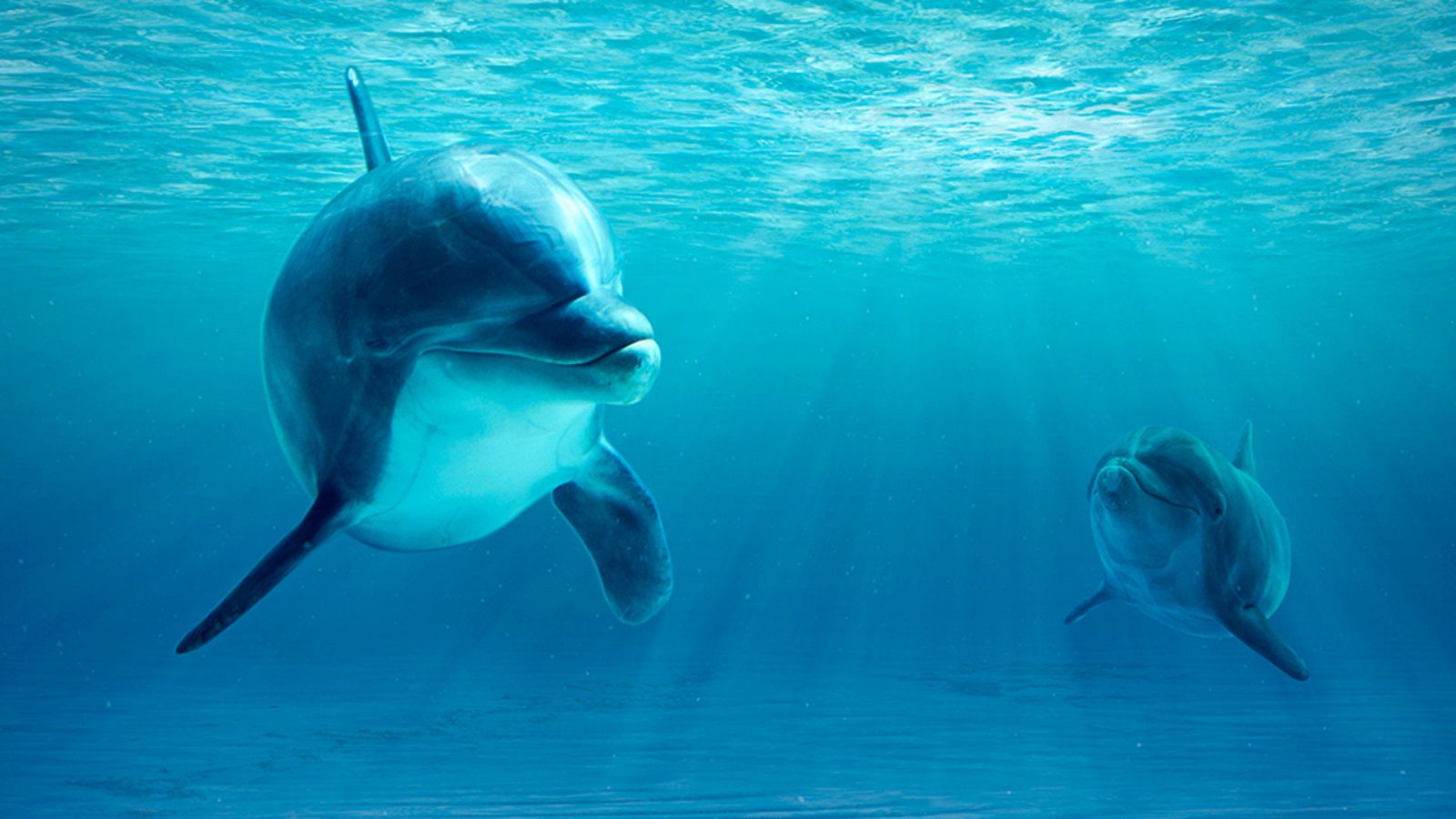 Grandes documentales - Delfines salvajes