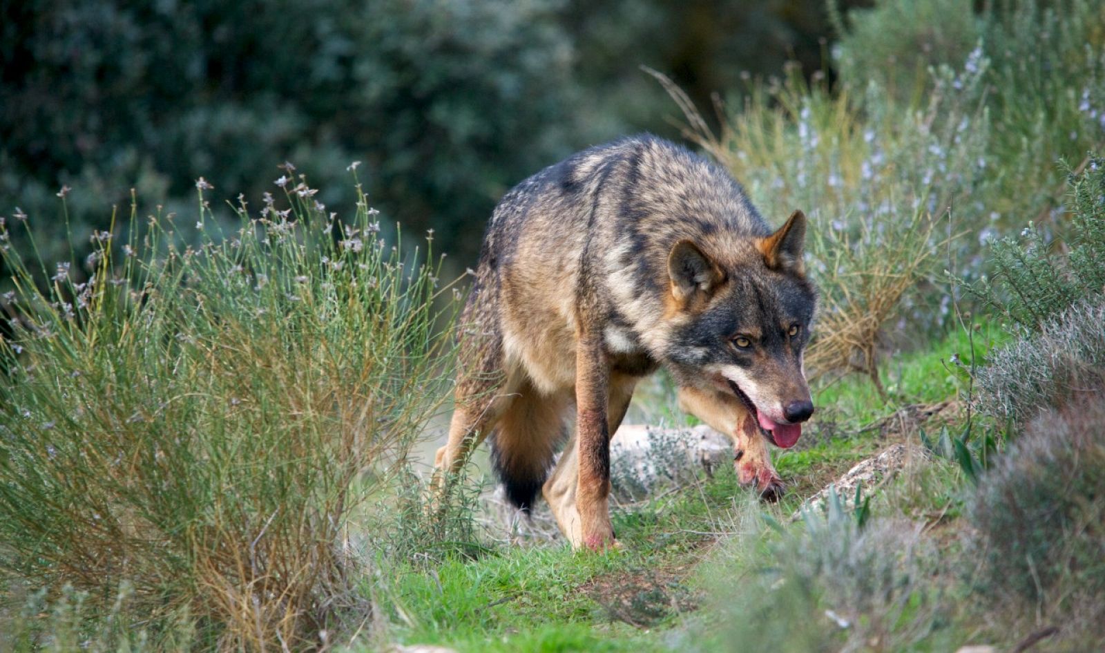 El lobo estará protegido en toda España