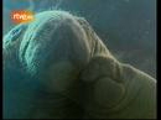  - Primera cría de manatí española