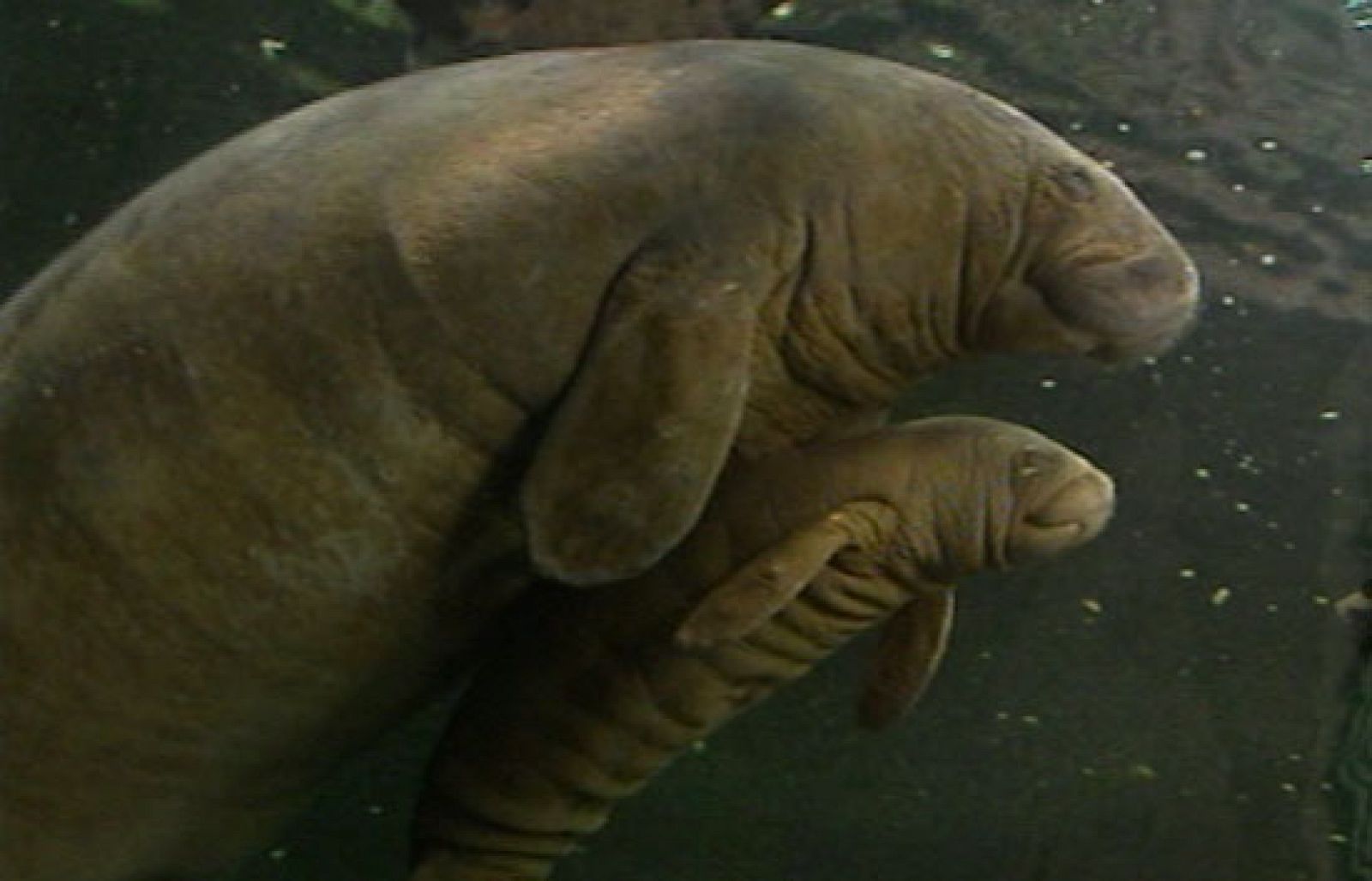 Faunia ha abierto un concurso público para que los madrileños puedan elegir el nombre. El público que quiera proponer un nombre puede dejar sus sugerencias en el correo electrónico, faunia@faunia.es, o en la página de Faunia en Facebook. El ganador del concurso conseguirá dos entradas gratuitas al parque.