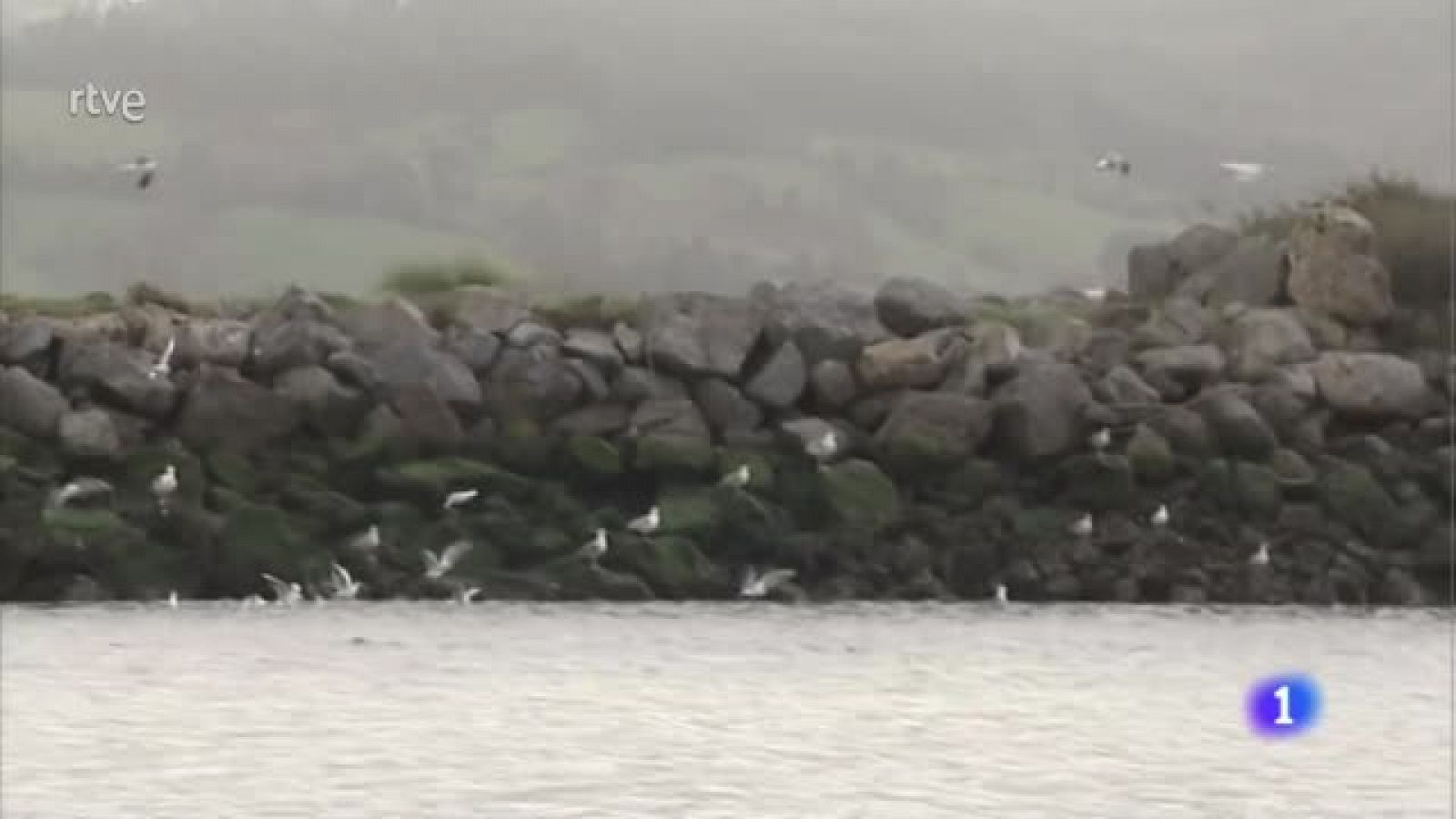 Las marismas acogen cada invierno a miles de aves que llegan del norte