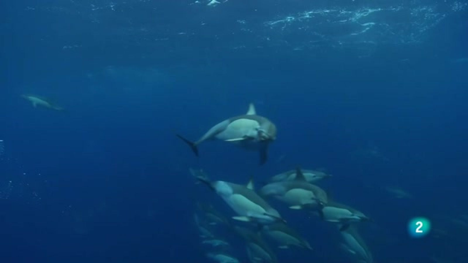 Grans Documentals - Dofins salvatges