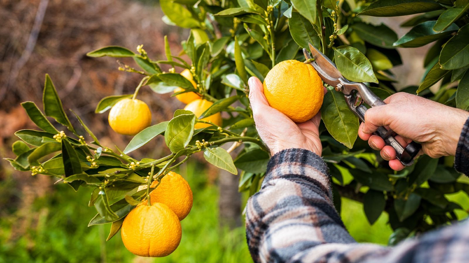 Coronavirus | El sector agrario pide prioridad para vacunarse contra la COVID-19