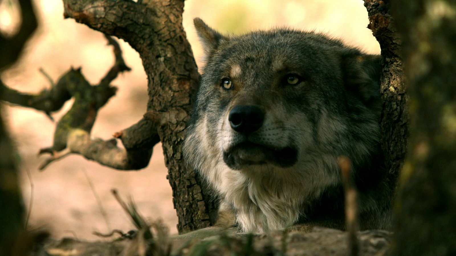 Las comunidades con mayor población de lobos rechazan la prohibición de su caza