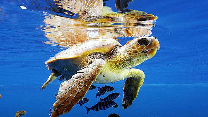 Grandes documentales - La vida en el océano azul