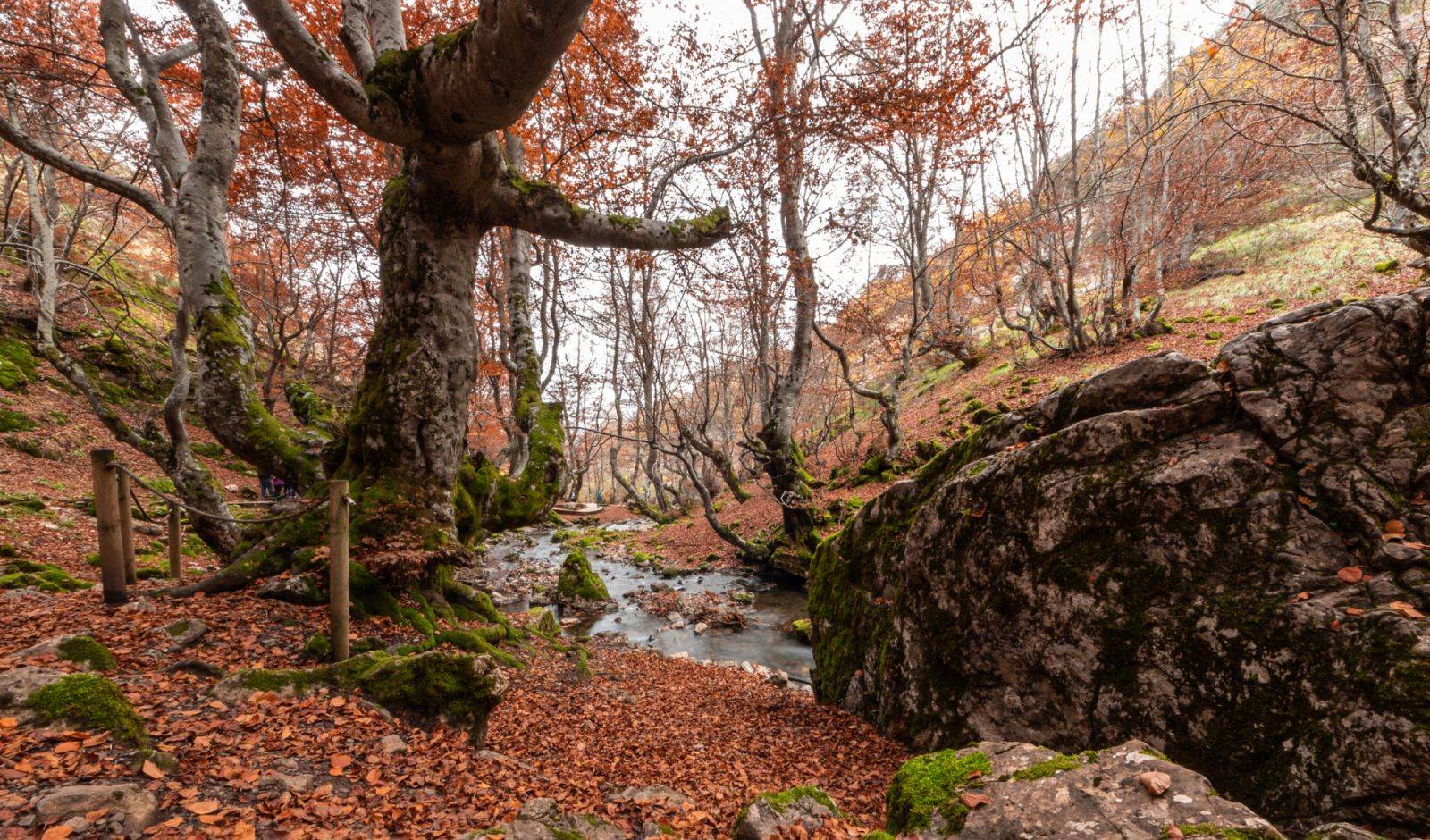 El Hayedo de Montejo, Patrimonio Natural de la Humanidad