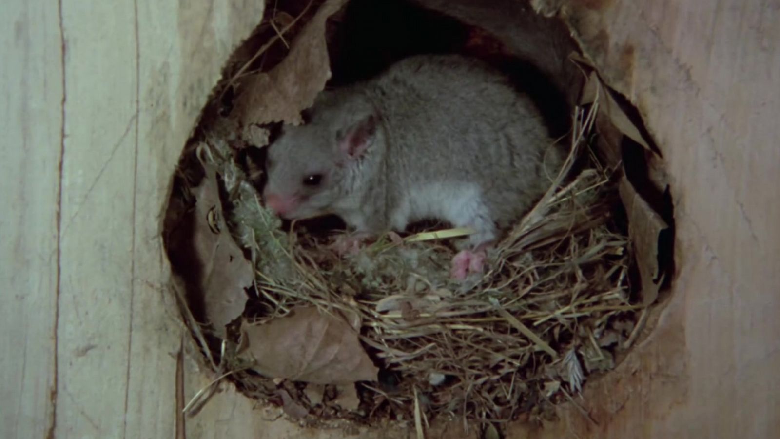 El hombre y la Tierra (Fauna ibérica) - Los roedores 1