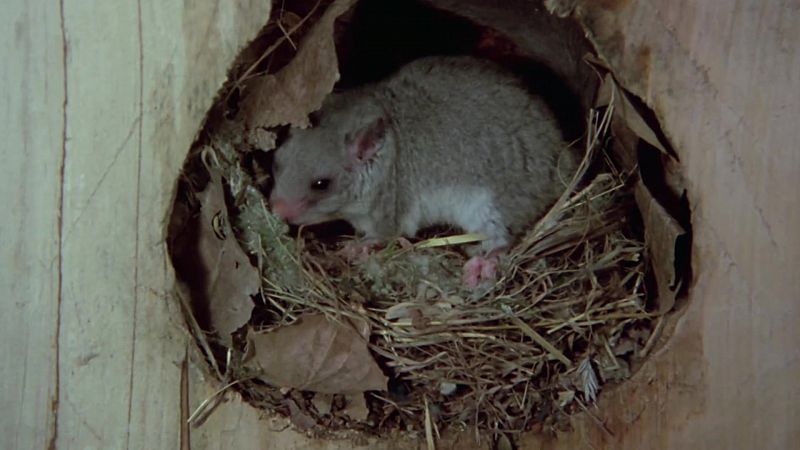 El hombre y la Tierra (Fauna ibrica) - Los roedores 1 - ver ahora