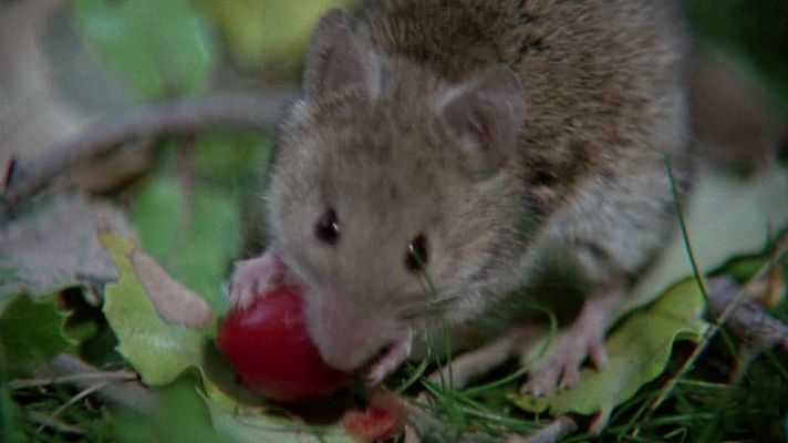 El hombre y la Tierra - Los roedores II