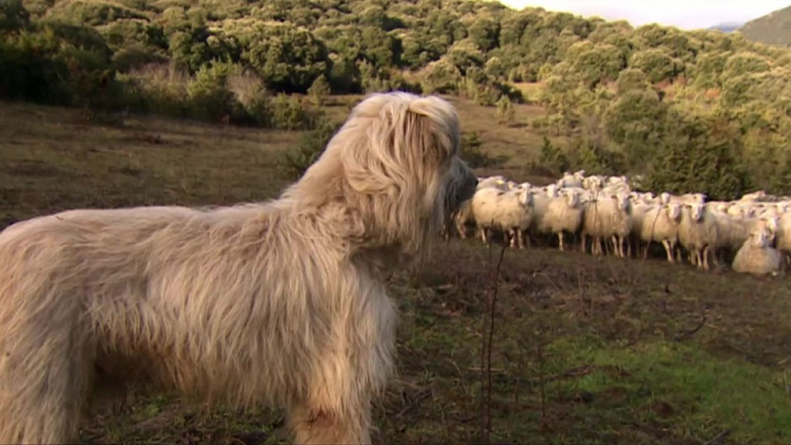 Repor - Oficios perros - ver ahora