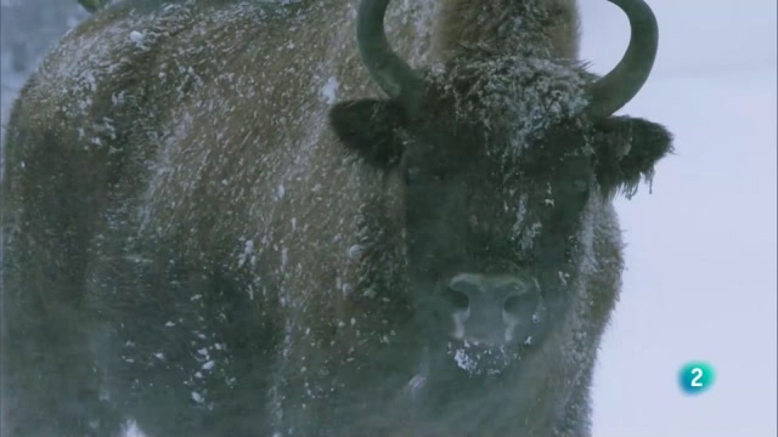 Grans Documentals - El despertador de la vida