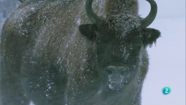 Som Documentals - El despertador de la vida