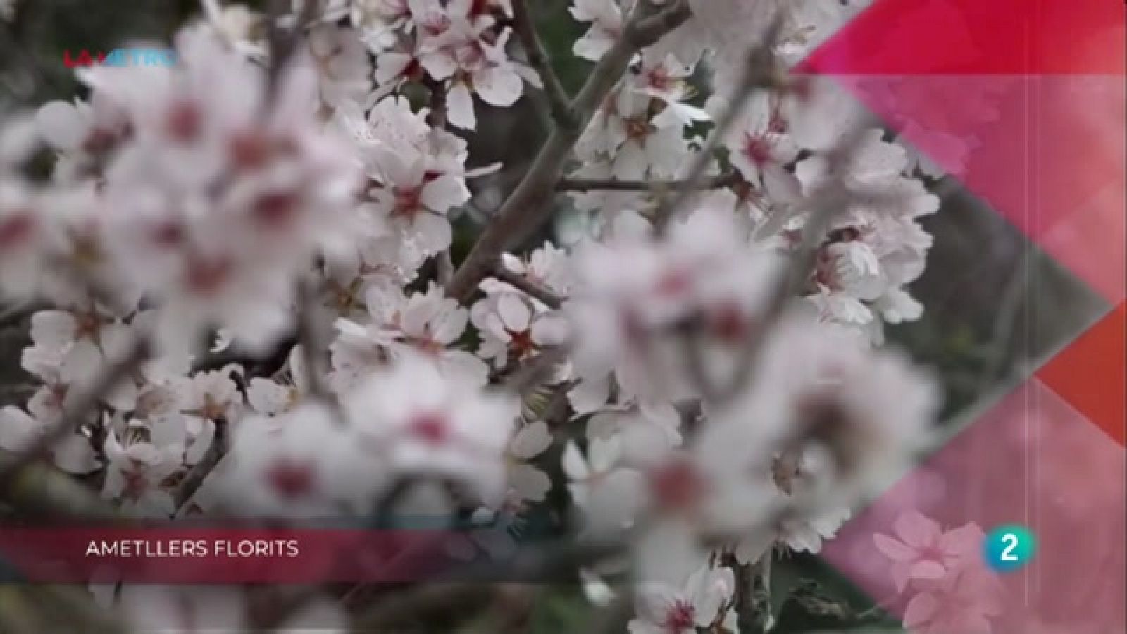 Ametllers florits, Brossa marina i Buscant una oportunitat | La Metro - RTVE Catalunya
