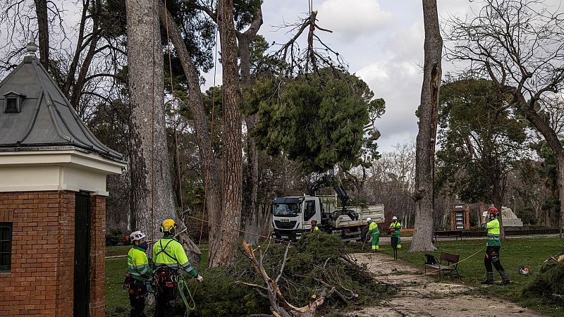 Un mes después de Filomena, muchos parques continúan cerrados en Madrid y la mitad de sus árboles están dañados