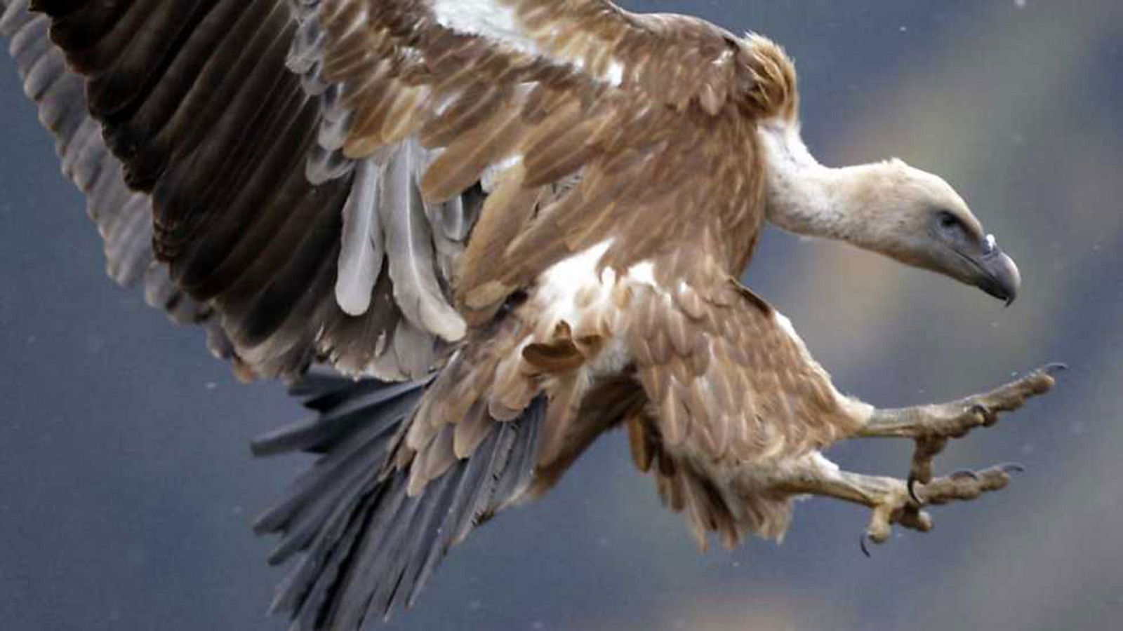 Grandes documentales - Historias naturales: Comportarse para vivir - ver ahora