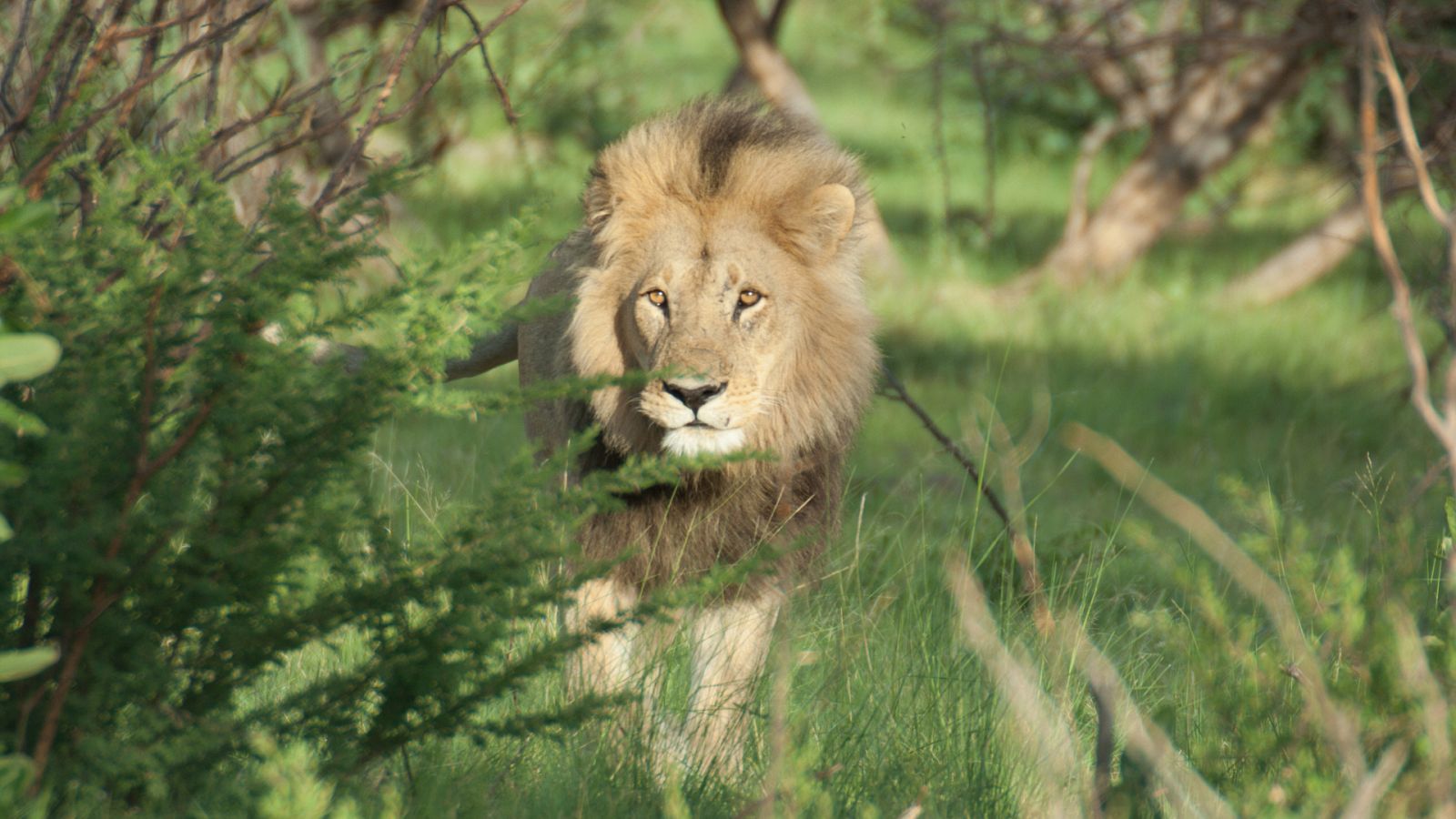 El regreso de los leones