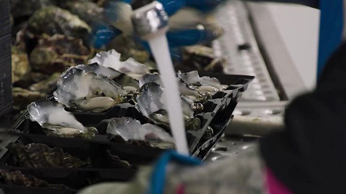 Expedición culinaria. Alimentos del mar - Pescado crudo