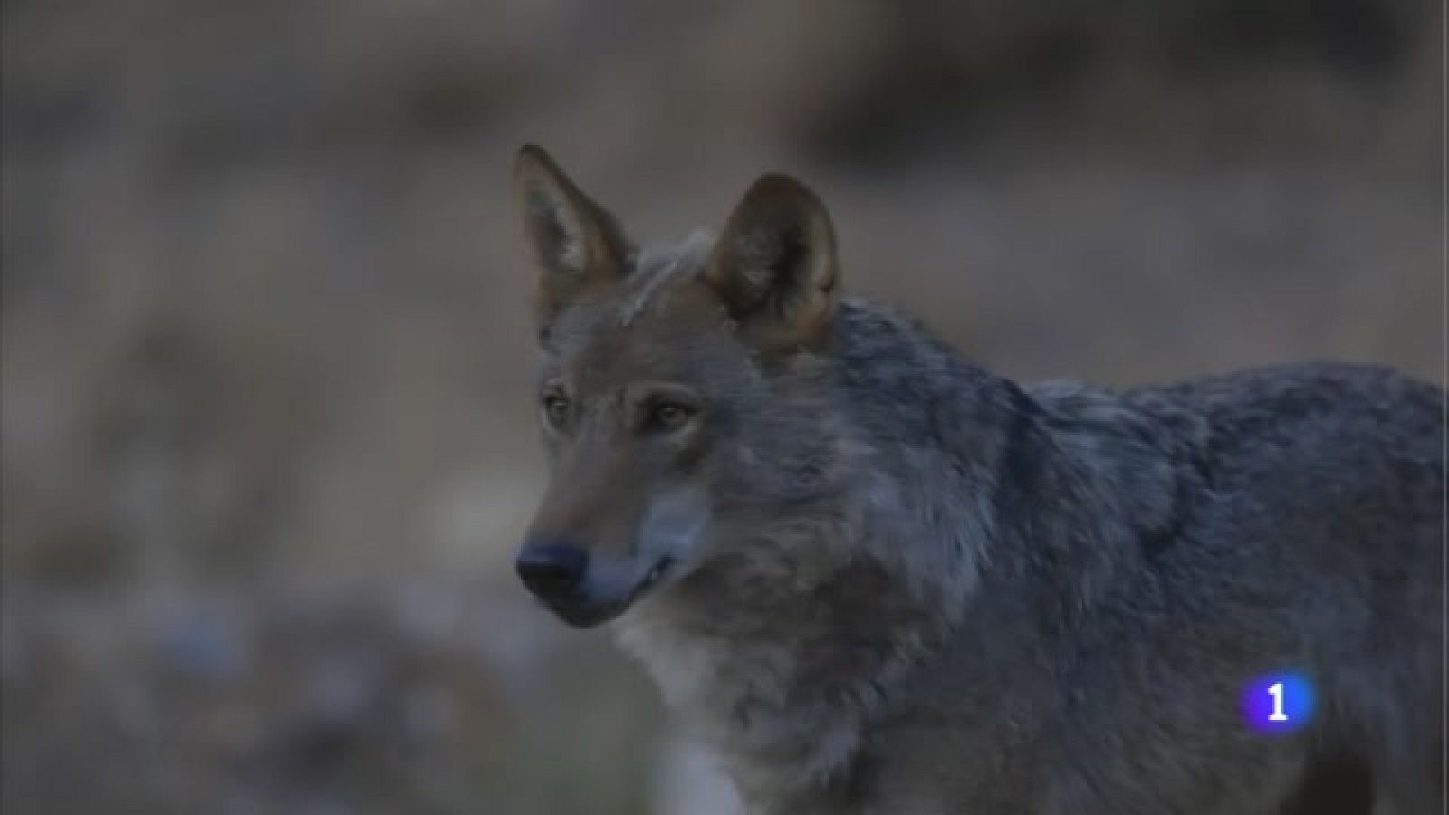 El lobo ocupa más del 65% del territorio de Cantabria