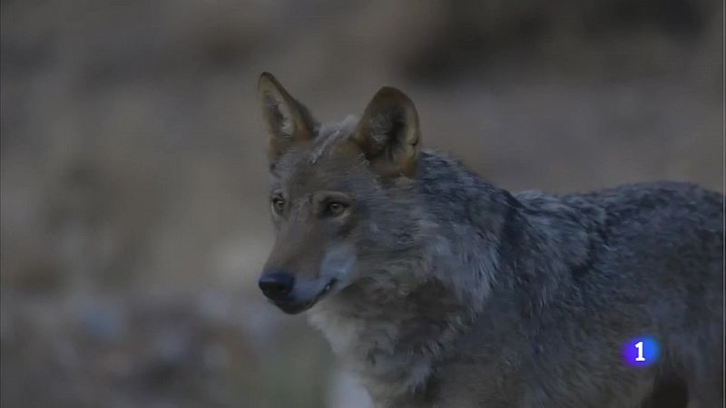 El lobo ocupa más del 65% del territorio de Cantabria