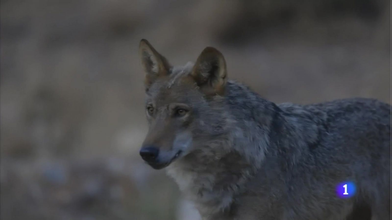 El lobo ocupa más del 65% del territorio de Cantabria