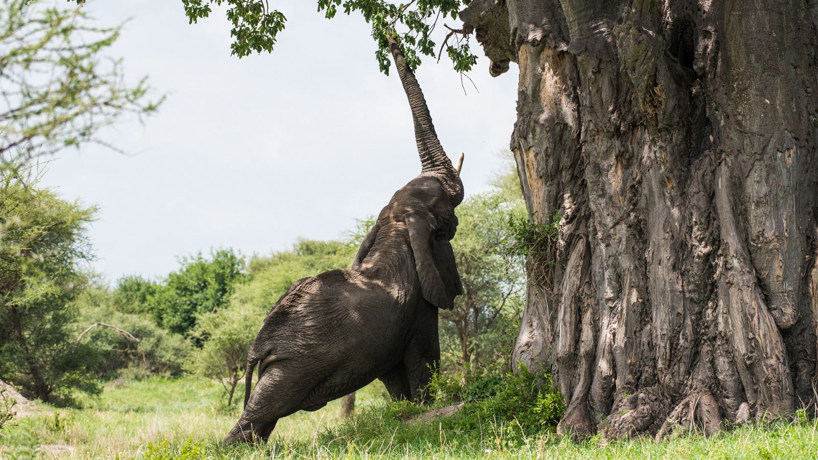 Historias naturales - Luchar para vivir - ver ahora