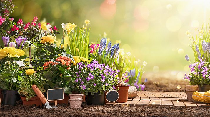 España Directo - ¿Qué flores compras en San Valentín?