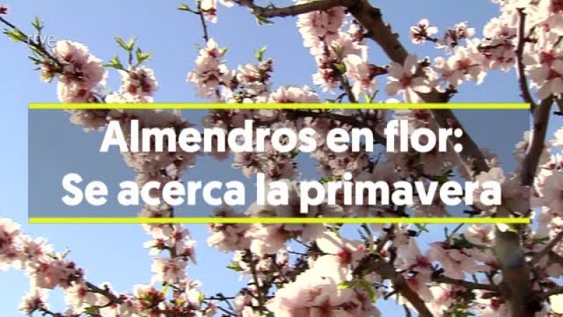 Los almendros en flor anuncian la primavera